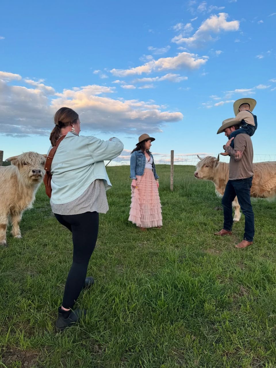 Mini highland cattle - Image 11