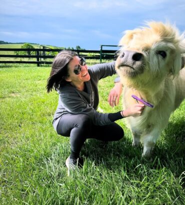 Mini highland cattle