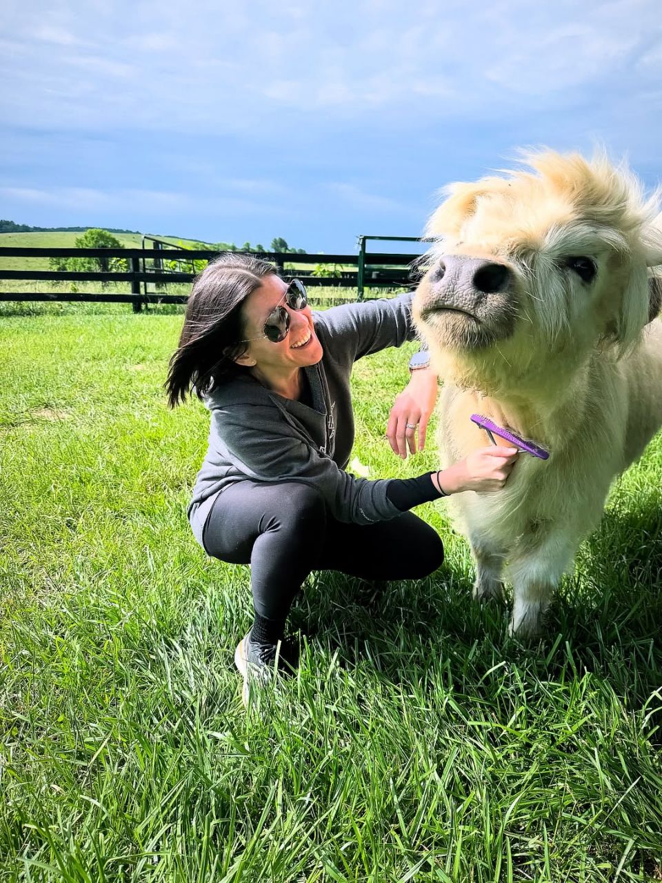 Mini highland cattle