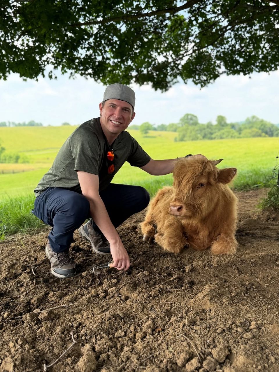 Mini highland cattle - Image 10