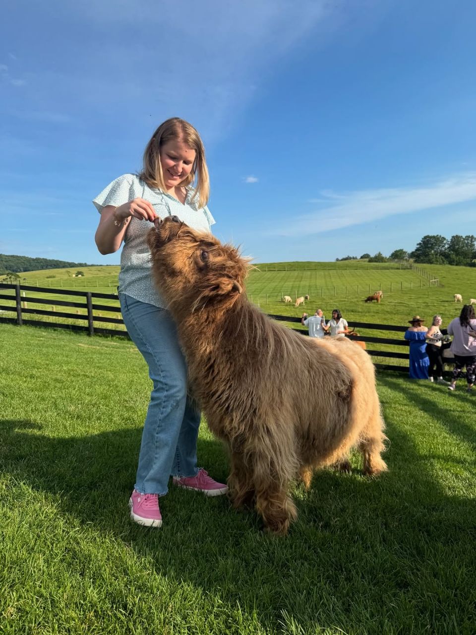 Mini highland cattle - Image 8