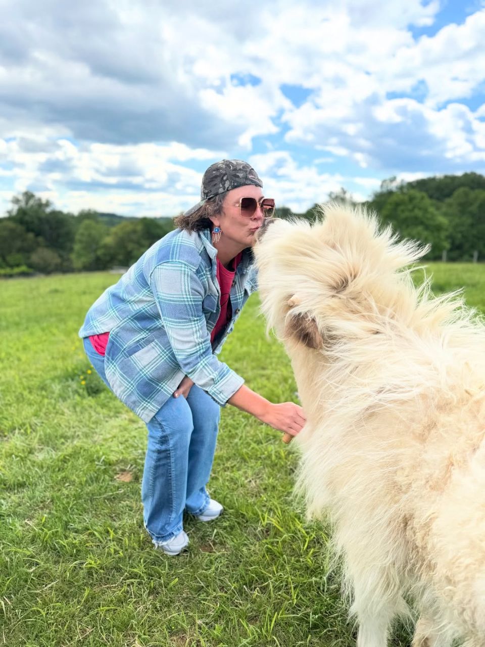 Mini highland cattle - Image 9