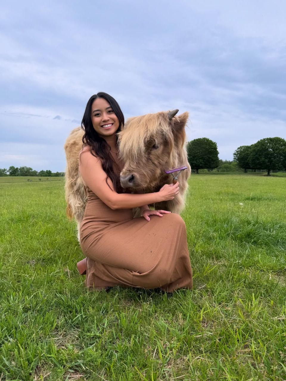 Mini highland cattle - Image 7