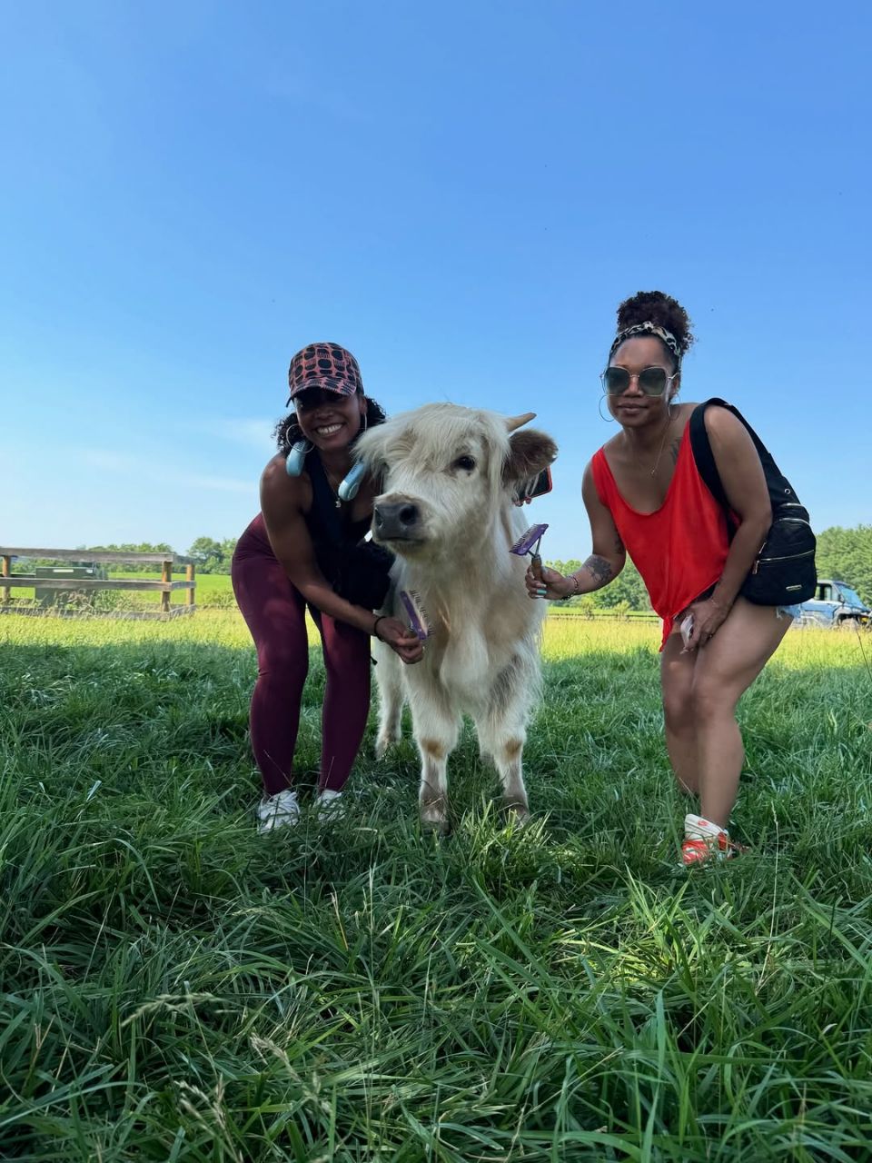 Mini highland cattle - Image 5