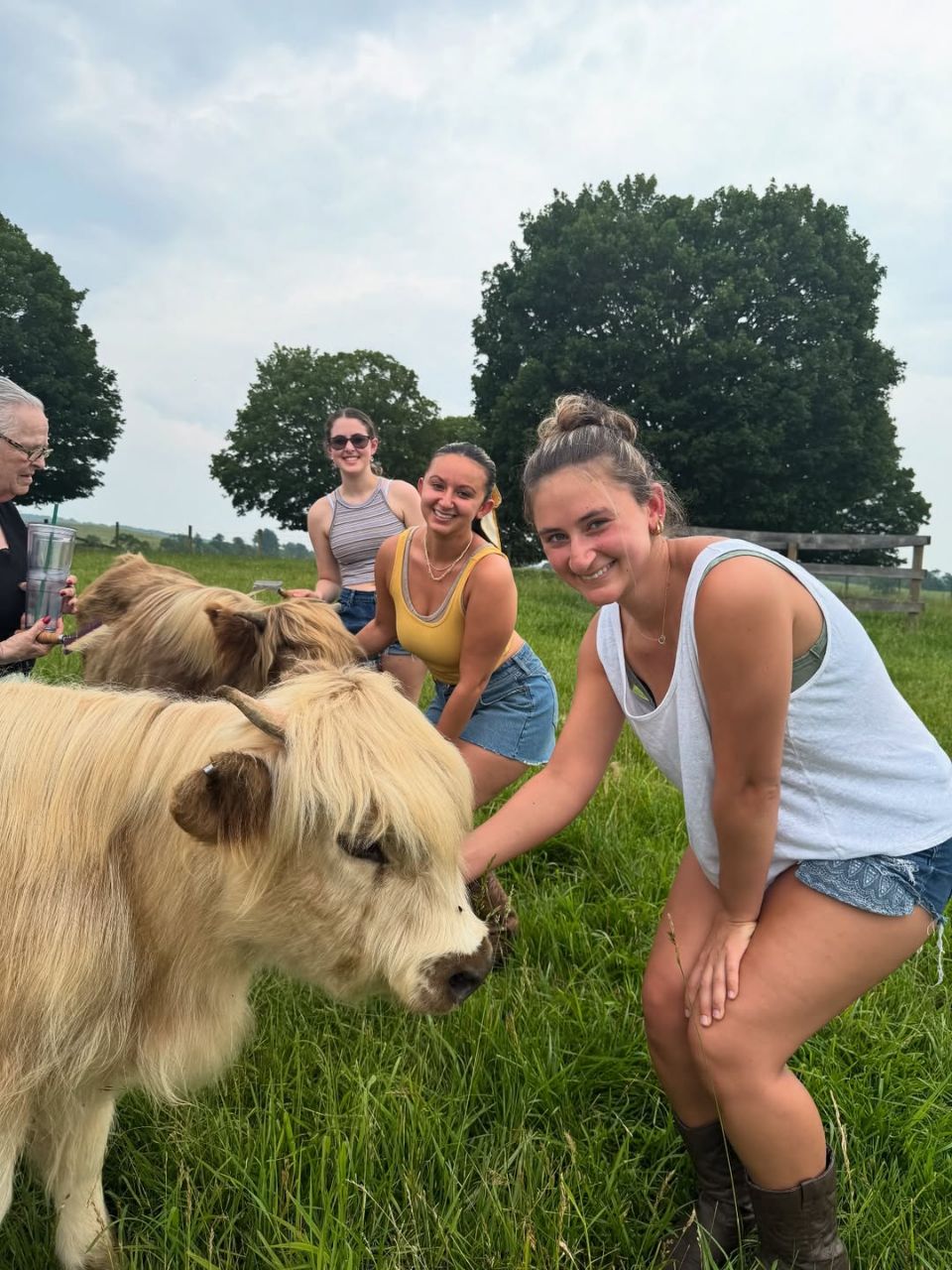 Mini highland cattle - Image 4
