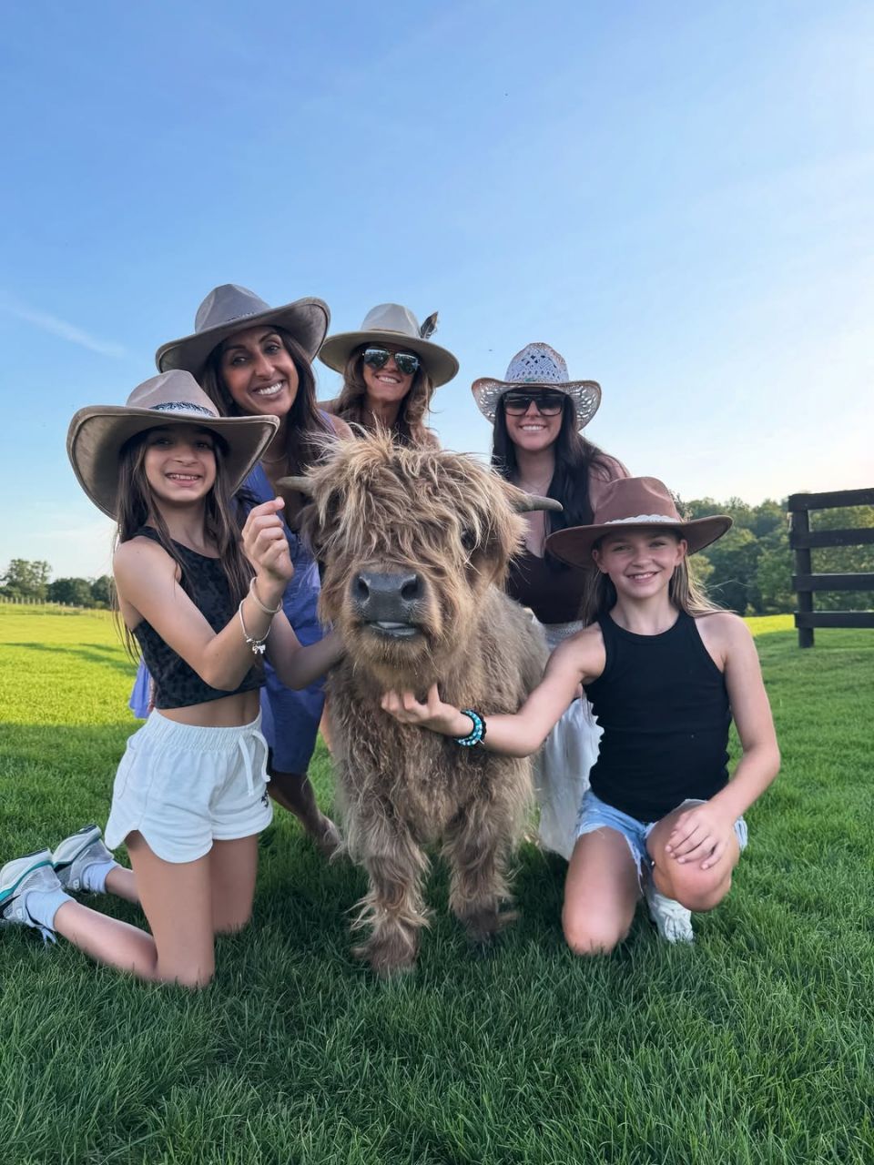 Mini highland cattle - Image 2