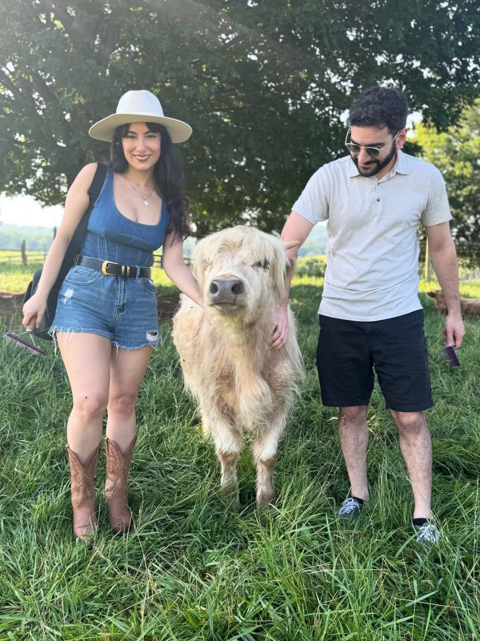 Mini highland cattle - Image 3