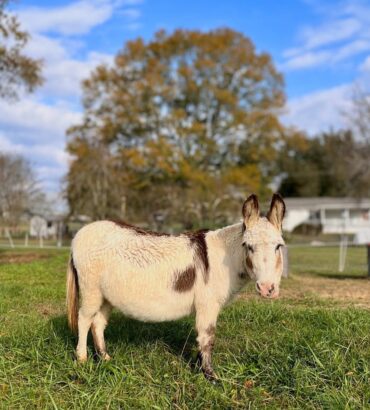 Miniature Donkey