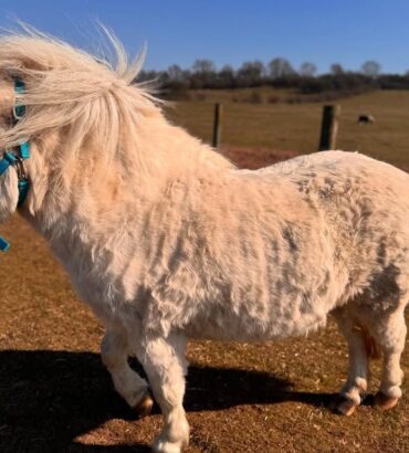 Miniature Horse