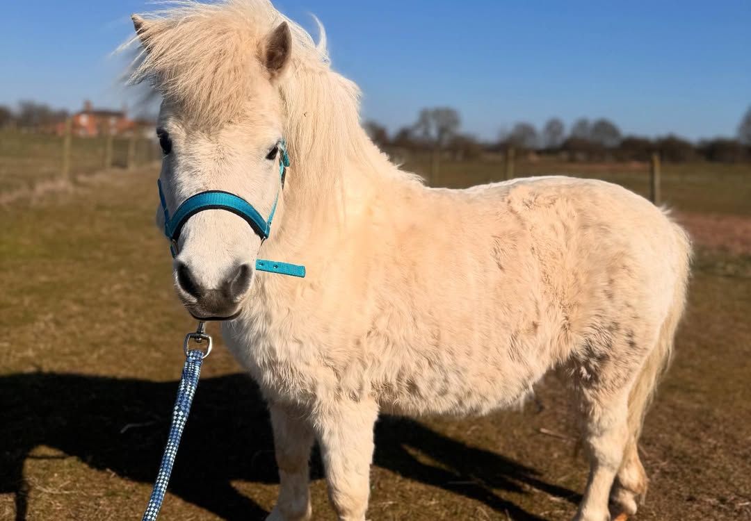 Miniature Horse - Image 8