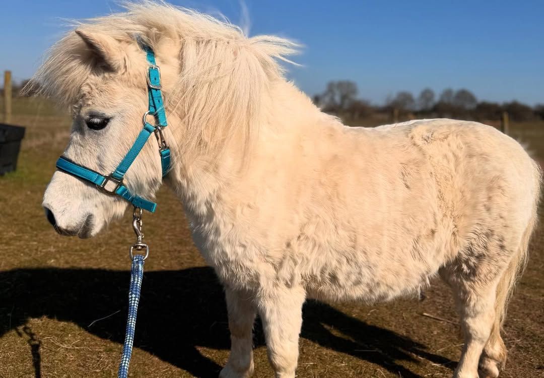 Miniature Horse - Image 5