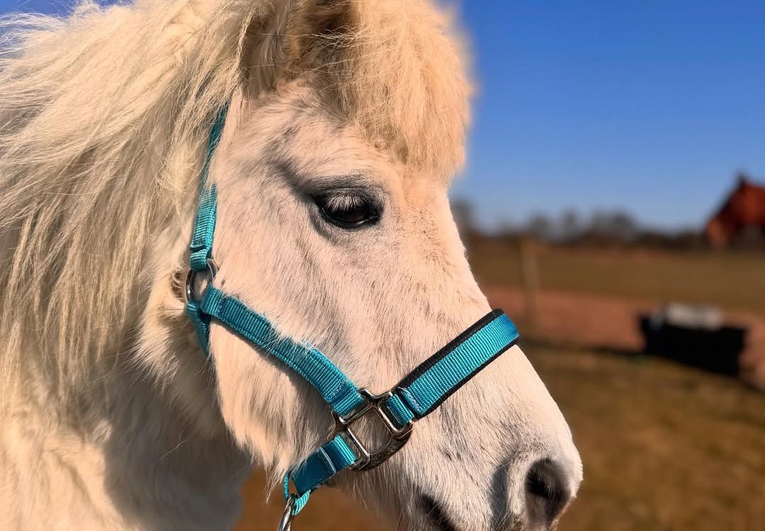 Miniature Horse - Image 6