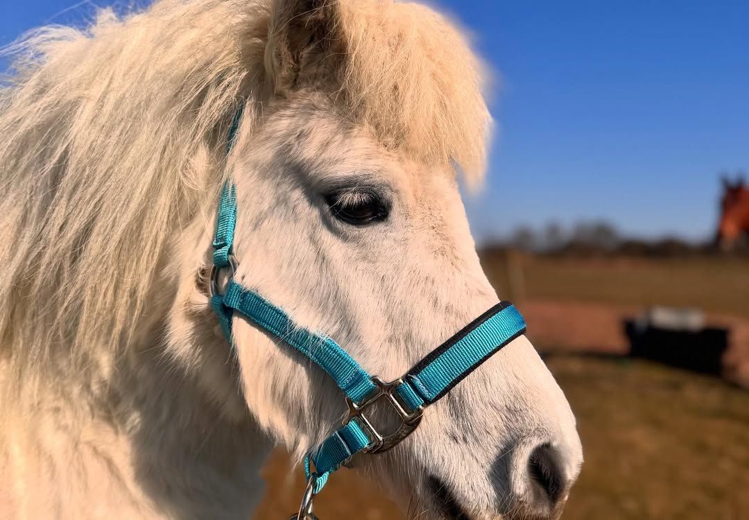 Miniature Horse - Image 7