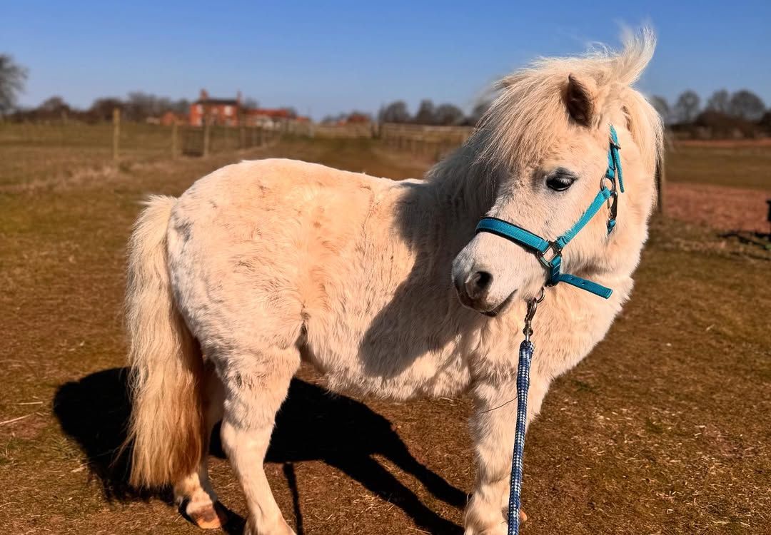 Miniature Horse - Image 4