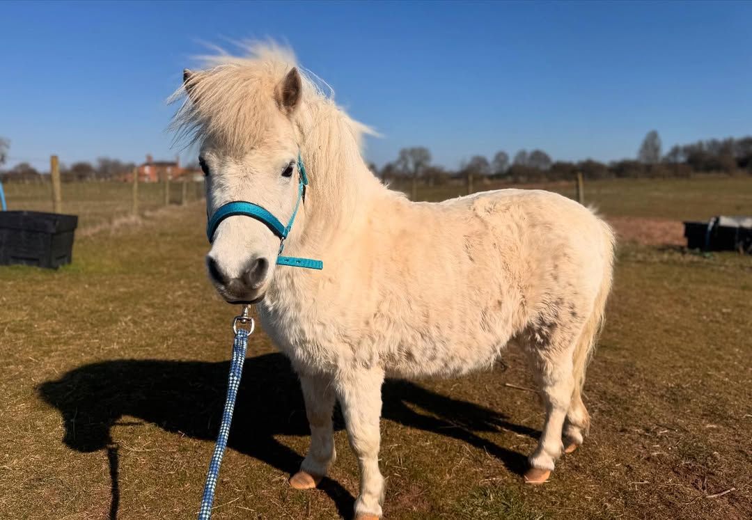 Miniature Horse - Image 2
