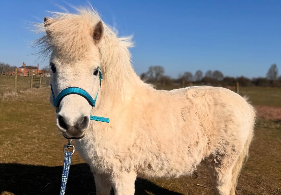 Miniature Horse - Image 3