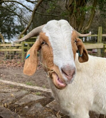 Boer Goat